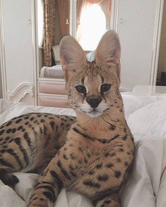 Kot Savannah