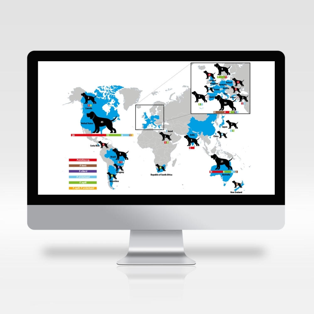 Projekt infografiki - choroba u psów
